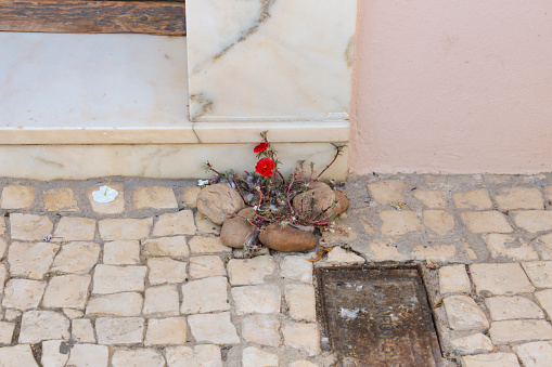Wild plant with red flower growing on cobblestone street in Olivenza, Spain