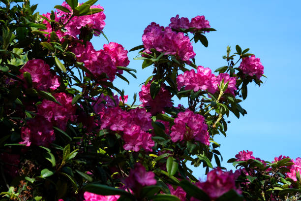 istock Epic flowers in nature shot in 120 frames per second. 2151069827