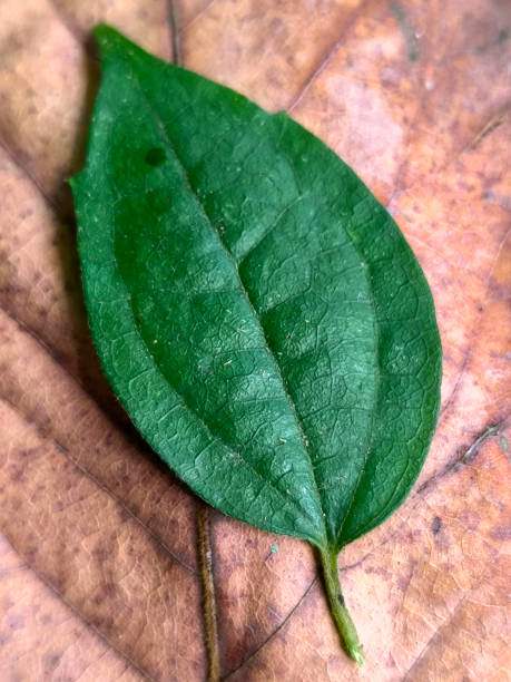 istock close up of textured green leaves 2151070326