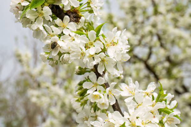 istock Close-up of cherry bloom with in spring. 2151070614