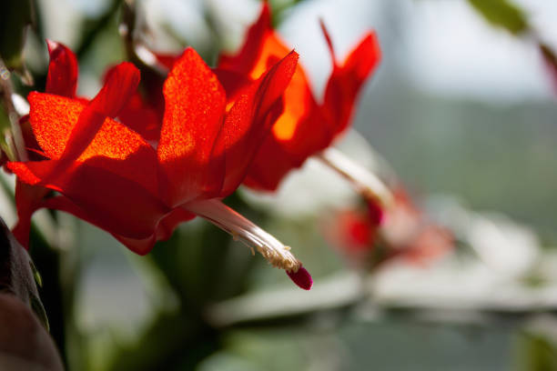 Cactus flowers,