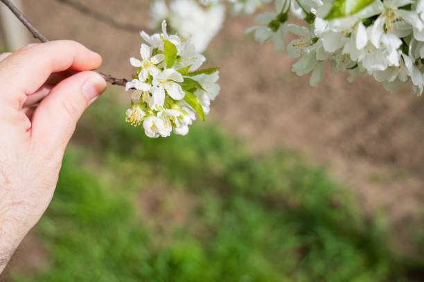 Farmer checks the cherry bloom at spring.