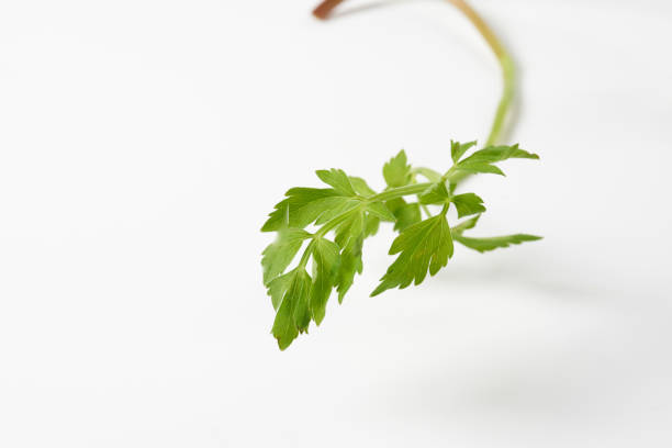 Seri, which is native to Japan, on a white background