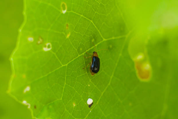 Aulacophora femoralis is a species of leaf beetle commonly known as the striped flea beetle or eggplant flea beetle.