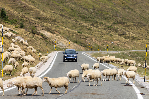 Sheep in typical  landscape near Portillo de Eraize and Col de la Pierre St Martin, Spanish French border in the Pyrenees, Spain