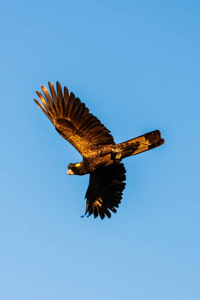 istock Yellow Tailed Black Cockatoo 2151072504