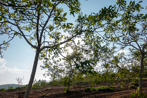 Walnut tree (Juglans regia) against the sun
