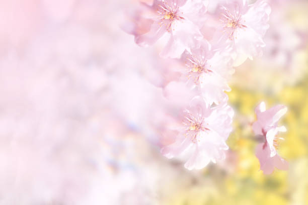 istock image of spring, effected photo of cherry blossoms and blurred pink color background illustration 2151072960