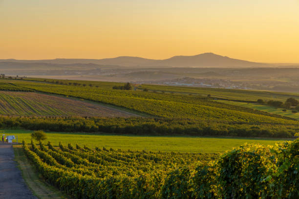 istock Vineyards under Palava,  Southern Moravia, Czech Republic 2151076543