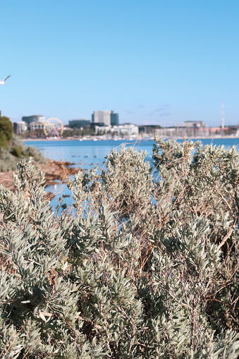 view of bayside city of Geelong through shrubs on beach foreshore