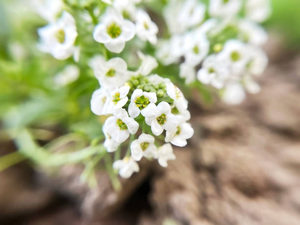 istock White Alyssum flowers close -up 2151076946