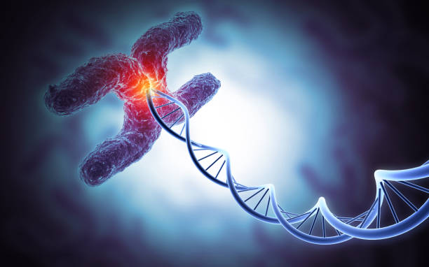 istock X Chromosome, DNA strand. Medical science and biotechnology background. 3d illustration 2151077244
