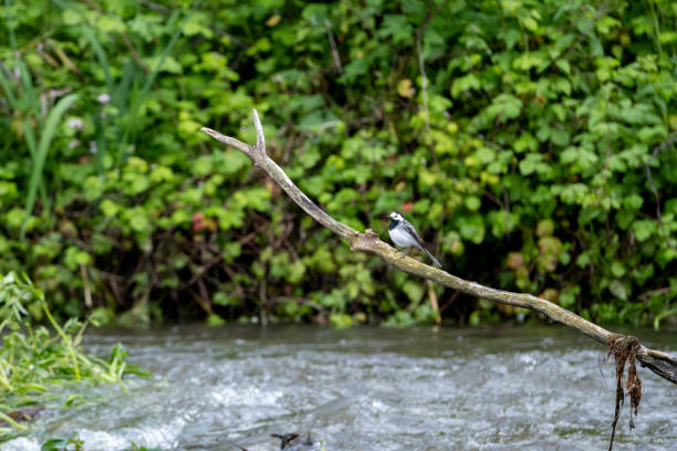 Natural beauty in the river