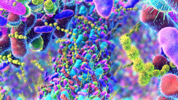 Bacteria in Human Intestine. Different germs in the human intestines called microbiome,Bacteria Lactobacillus in human intestine,Beneficial healthy intestinal bacterium microflora,Gut bacteria conjugation biological process stock pictures, royalty-free photos & images