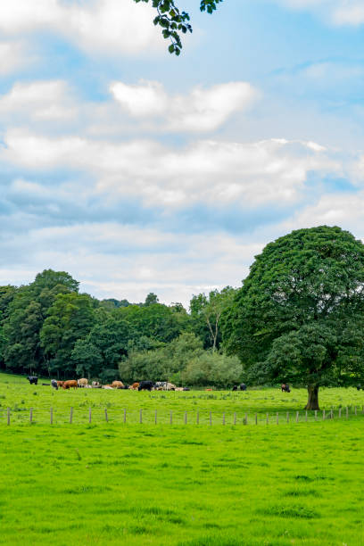 istock Cattle in a Northumberland field 2151078657