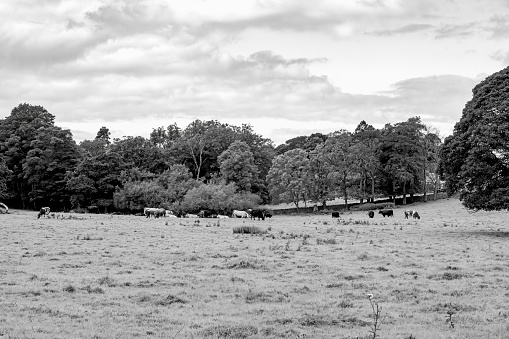Cattle in a Northumberland field