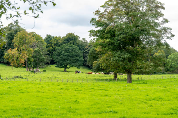 istock Cattle in a Northumberland field 2151078762