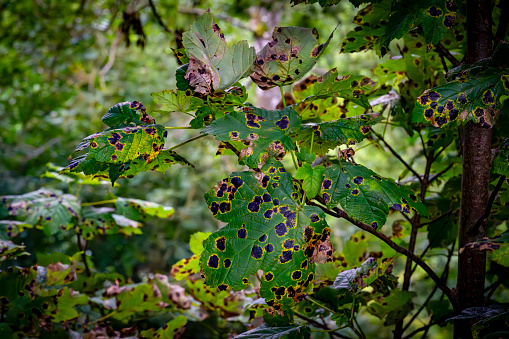 Diseased sycamore tree leaves in close up in late summer.