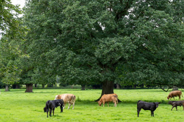 Cattle in a Northumberland field