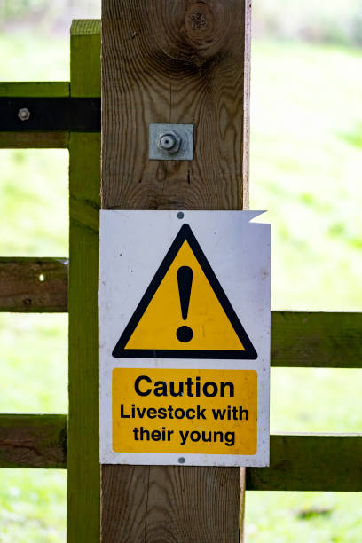 Sign on a gate warning of livestock with young.