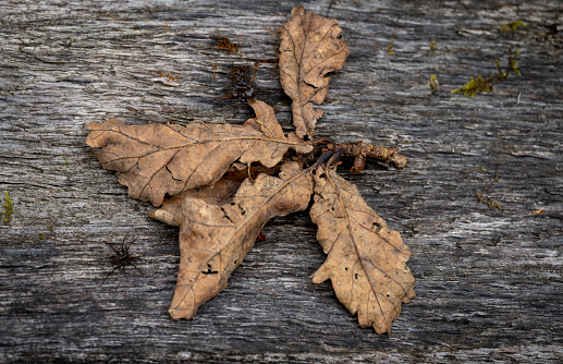 dry leaf on the wooden ground