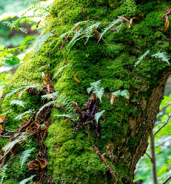 Moss growing on a tree stump in autumn.