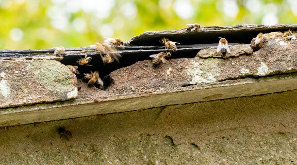Honey bee hive in a roof cavity