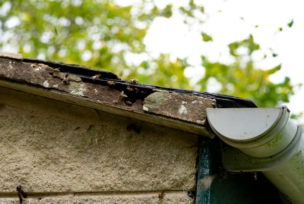 Honey bee hive in a roof cavity.