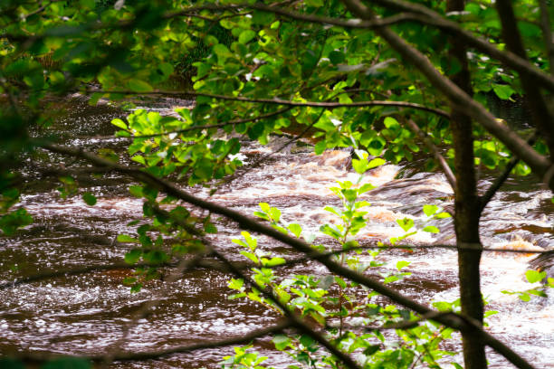 River Tyne tributary viewed through woodland.