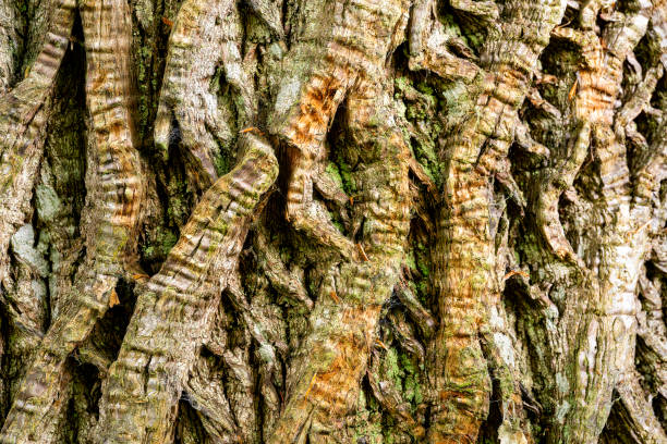 Intricate natural pattern in the bark of a tree stump in autumn..