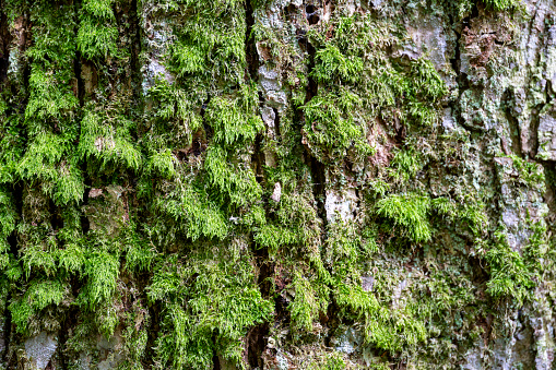 Moss growing on a tree stump in autumn.