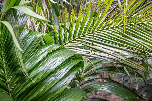 Wet and lush palm leaf in a rainforest. The picture is taken in Panti in the northern part of Sumatra