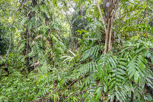 Wet lush rainforest jungle vegetation on a rainy day. The picture is taken in Panti in the northern part of Sumatra