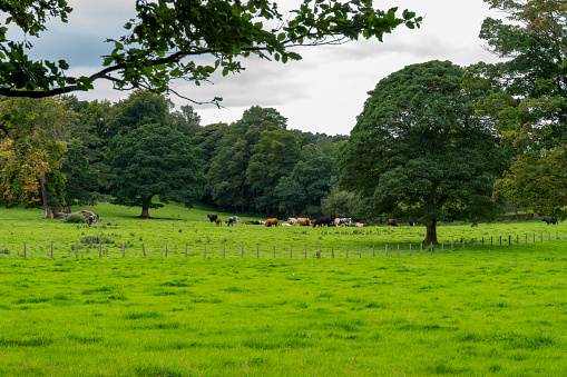 Cattle in a Northumberland field