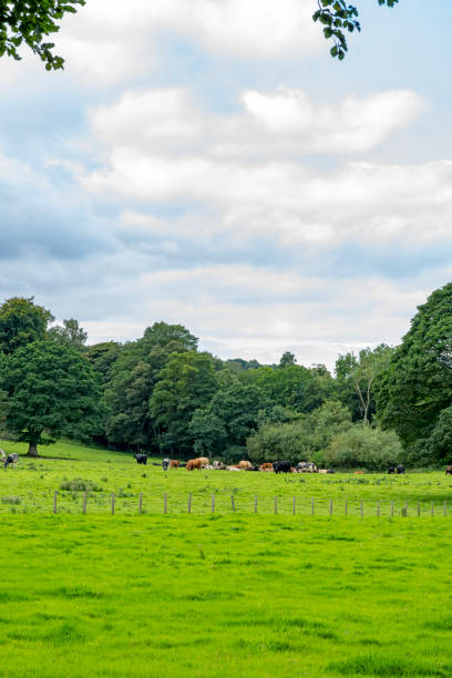 istock Cattle in a Northumberland field 2151080021
