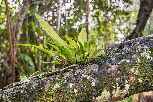 Birds nest fern, Asplenium nidus growing on a tree trunk. It is also known as spleenwort fern, staghorn fern and sword fan. The picture is taken in Panti in the northern part of Sumatra