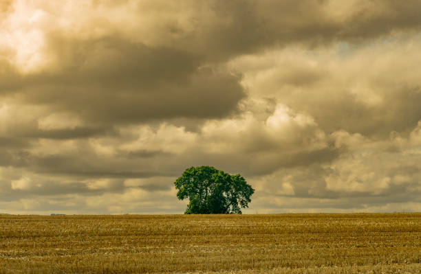 Single tree over a harvested wheat field in Northumberland
