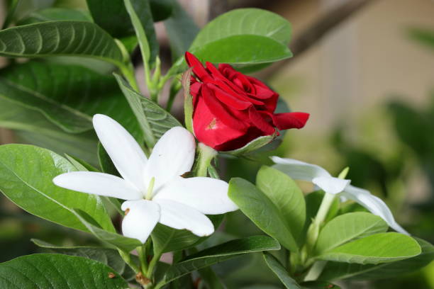 Rose Bud. A beautiful blooming red rose flower bud on the tree. Single red rose on the tree