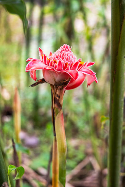 Torch ginger or red ginger, Etlingera elatior in flower, the plant is a popular spice in Asia, specially for fish dishes . The picture is taken in Siabu in the northern part of Sumatra
