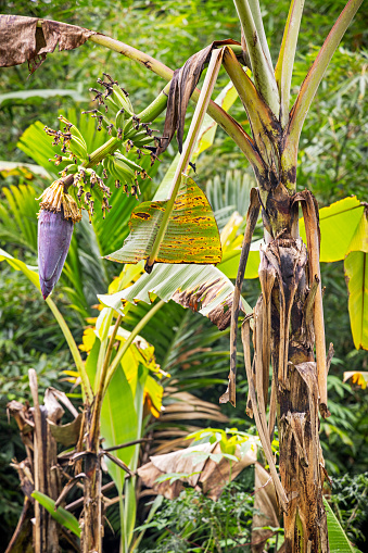 Flower and fruits on a banana plant, Musa acuminata in lush surroundings. The picture is taken in Harau in the Northwestern part of Sumatra