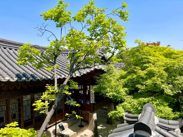 Lagerstroemia india blooming in the garden of a traditional hanok (July 20, 2023, Dorae Village Park, Naju-si, Jeollanam-do, Korea)