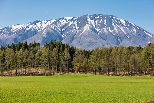 A view of Mt. Iwate on a perfect sunny day with a row of forest trees and lush green grass field foreground.