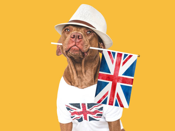 istock Lovable, pretty dog and British Flag. Closeup 2151082551