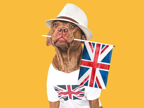 Lovable, pretty dog, British Flag and sunhat. Closeup, indoors. Studio shot. Congratulations for family, loved ones, relatives, friends and colleagues. Pets care concept