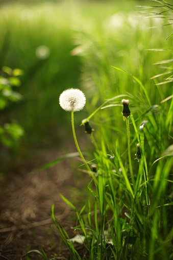 Summer field with fluffy dandelion flowers grow in green grass.