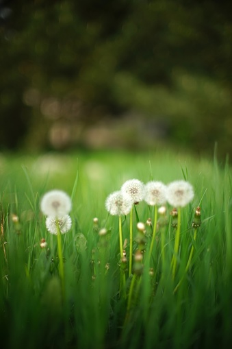 Spring field with fluffy dandelion flowers grow in green grass.