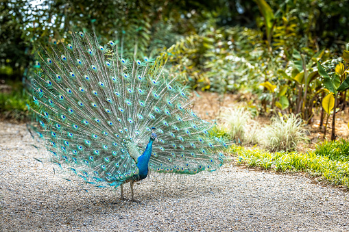 A peacock does the cartwheel, impressive bird with impressive feathers