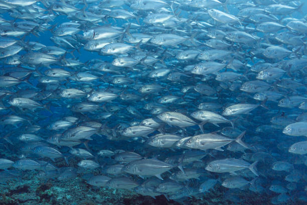 istock Wide angle of jackfish swimming in the ocean 2151086749
