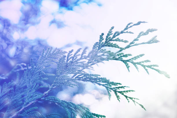 White bokeh and pine leaf tree with lighting effect in the sky for background and inspiraiton