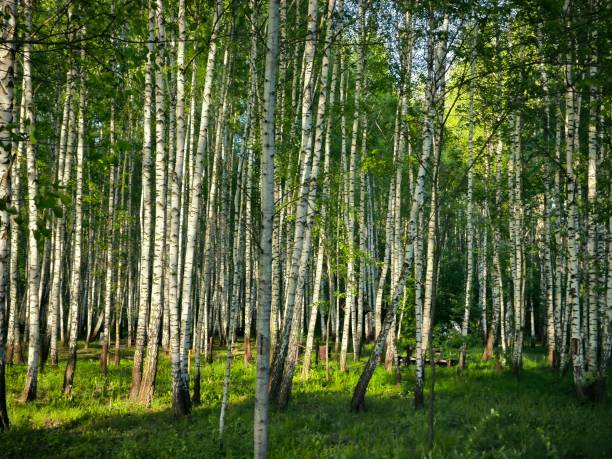 istock Green landscapes, green forest, birches, white birches, pond, river, nature, 2151087872